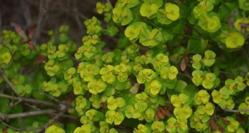 草药|路边碰见“猫眼草”,一定要拔回家,在医院却是珍贵名草药
