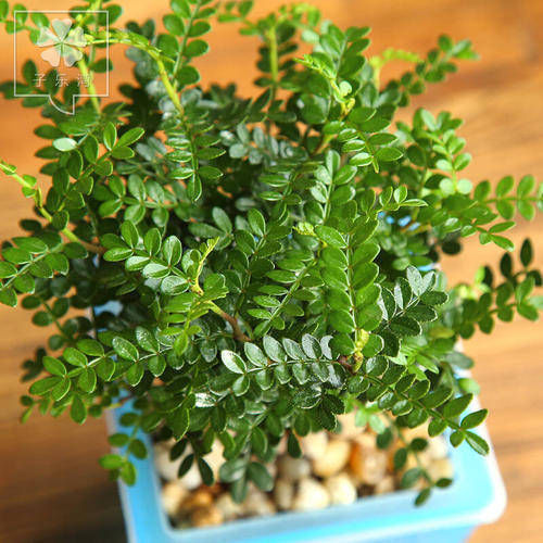 观赏价值|1种可以驱蚊的植物,比绿萝还好养,耐寒又耐热,养一盆飘香满屋