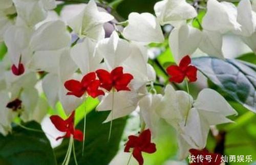 家里|新手养花,就在家里养一盆,养出小花园的花卉,美丽精致!