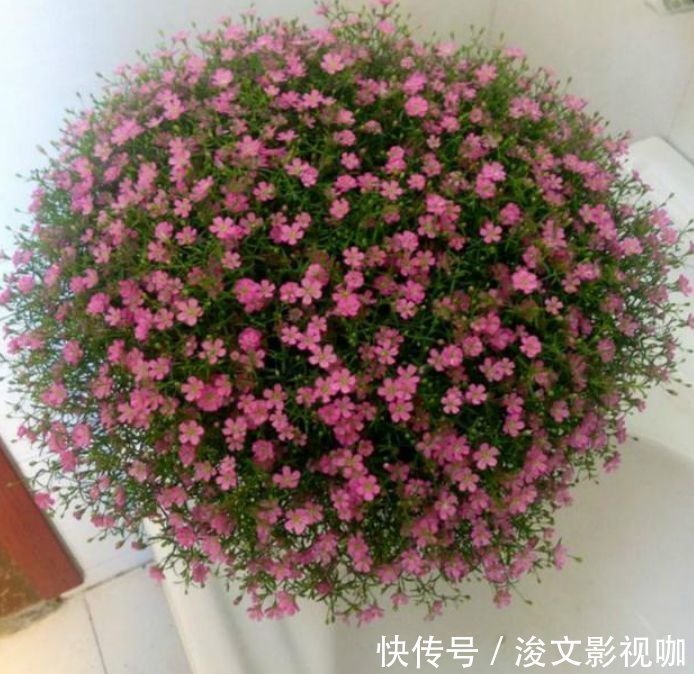 春节不能错过的4种招财花，花香易打理，养在客厅美极了