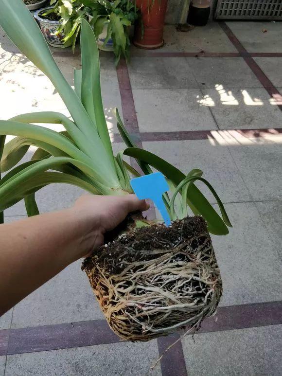 扦插|不用扦插,养花1盆变10盆,把根一掰,成活率翻倍!