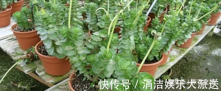 多肉植物|很多人都以为金钱木是多肉植物，其实它是一种草本观叶植物