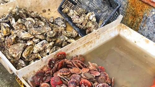 明明长得一模一样,为何一个叫牡蛎,一个叫生蚝弄懂后别再乱买