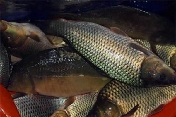 垂钓者|钓鱼为什么会上瘾，看看这些垂钓者最兴奋的时刻就知道了