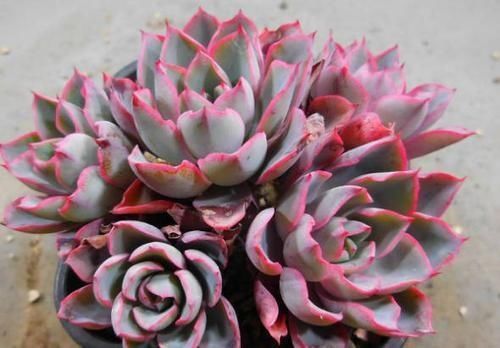 罗密欧|4种多肉,适合夏天养,叶片红彤彤,轻松胖成球