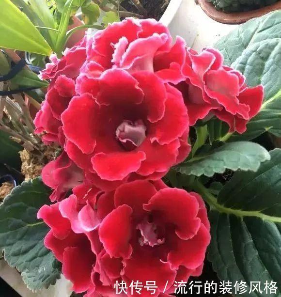 雪泥|最漂亮的盆栽花，一年到头开花不断，好看又好养