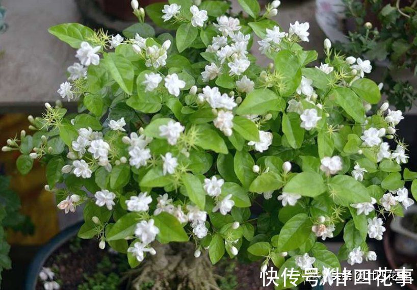 茉莉花期结束后，4件事万万别做，明年花少是小事，就怕过不了冬