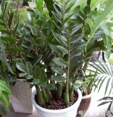 金钱树|客厅太“阴暗”,就养“3种树”,不仅能“镇宅”,还能吸甲醛