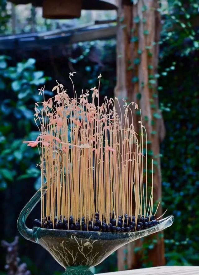 丢一把种子到水里，7天冒出小森林，越热越长个！绿植盆栽不用买