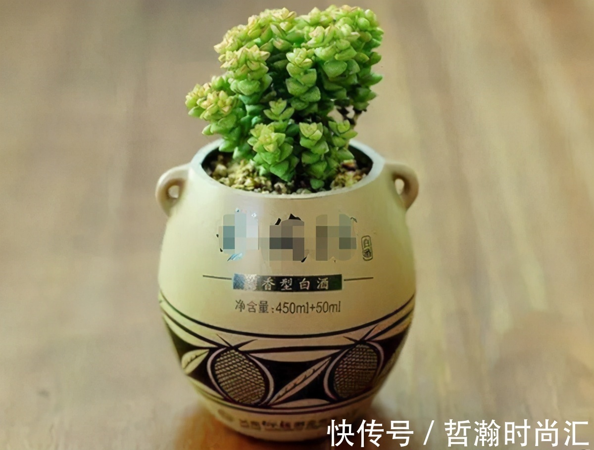 养花缺少花盆的话,多收集些它们“加工”就够了!