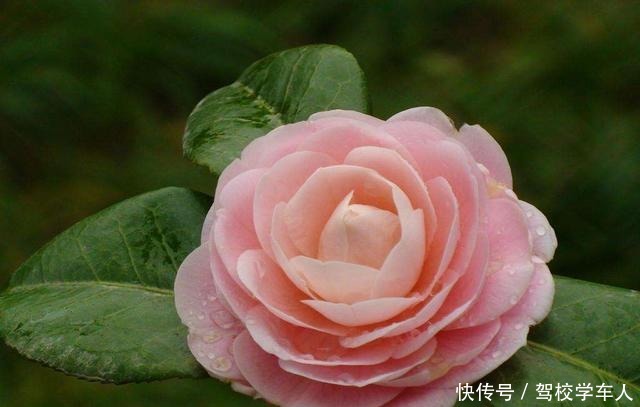 两种好物用来养茶花，花朵大如碗口