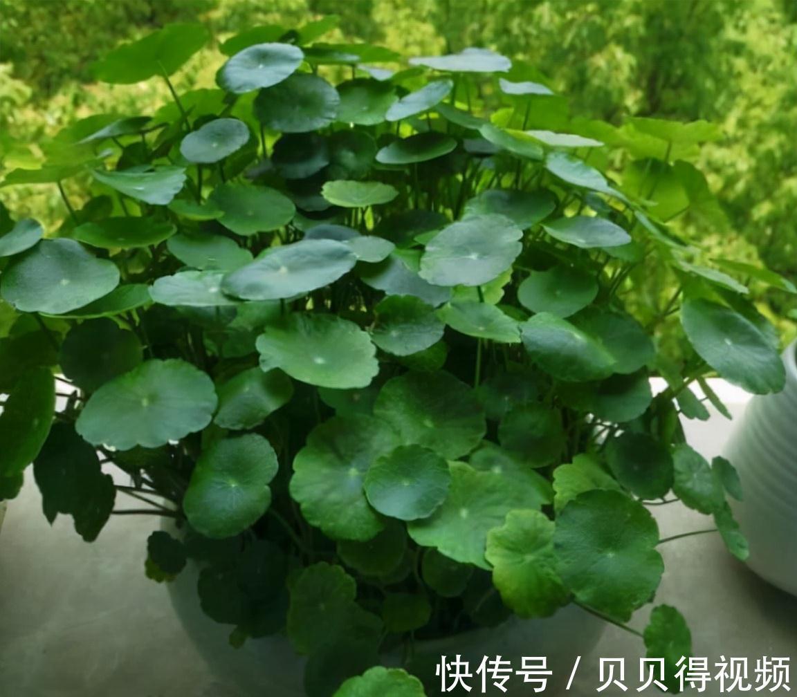 6种“聚财花”，养在家里好兆头，漂亮又大气，还有好运满满