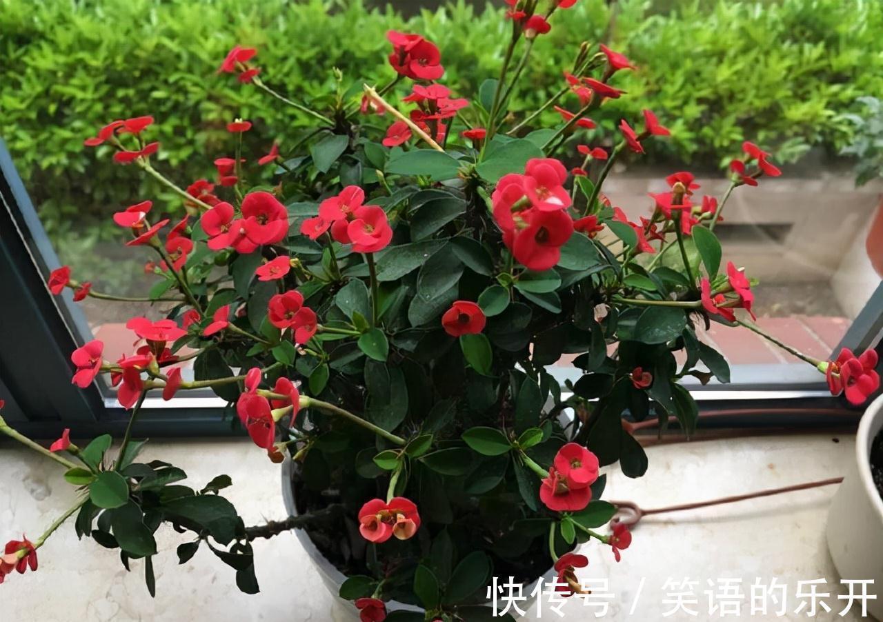积水|适合“干养”的11种花,天冷更加要控水,不然难过冬