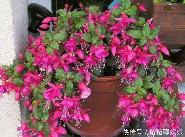 客厅摆放这5款花草,打理省心,连假花、空气净化器都省了