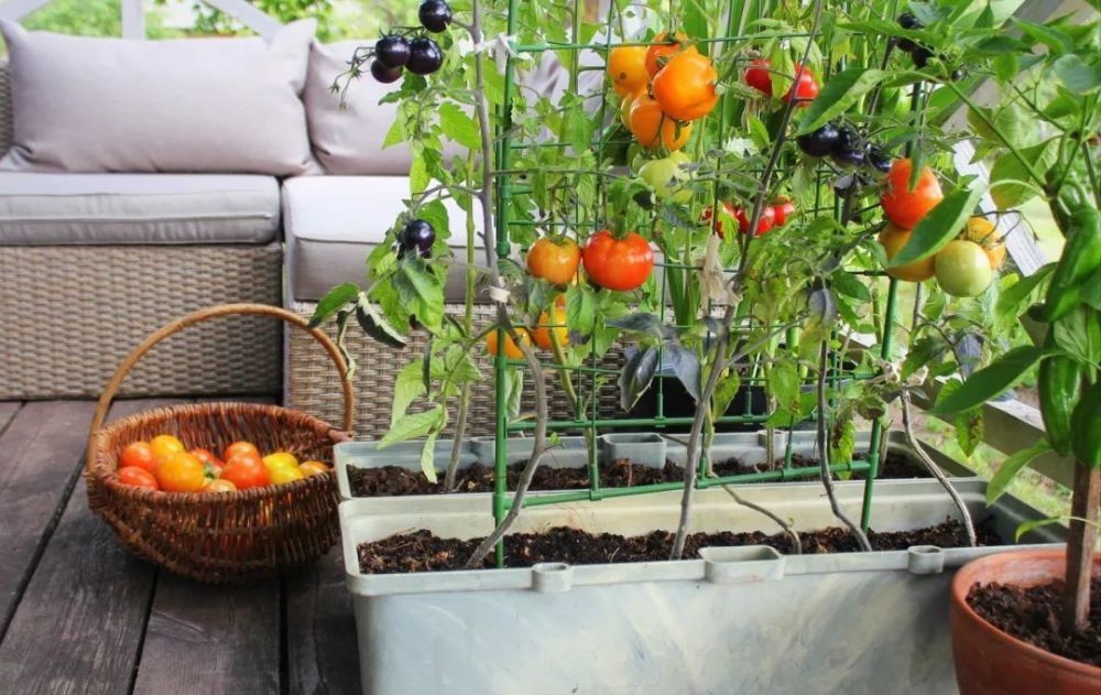 花园|在家种个菜都这么美,还要什么花园?