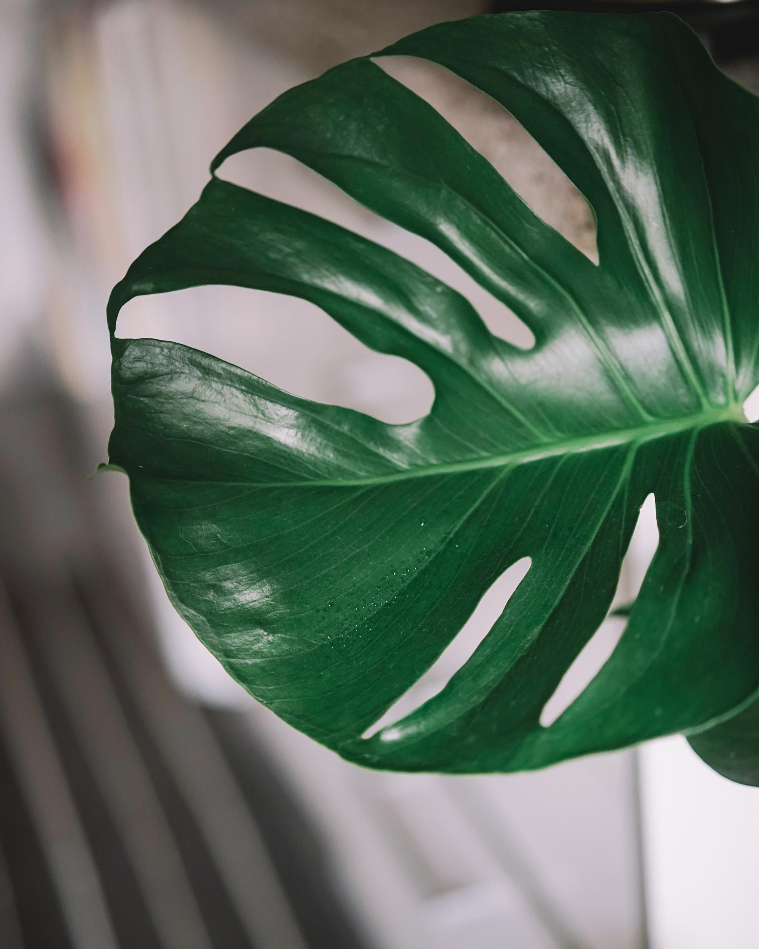 光照|喜阴的室内植物花卉有哪些