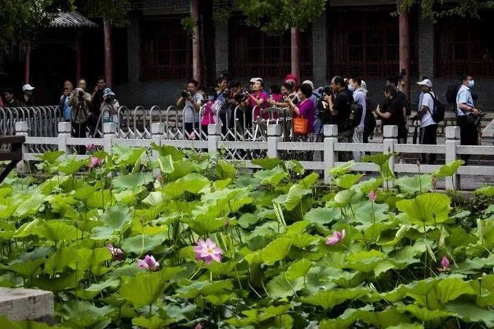 见者|见者好运＂莲莲＂哦~大明湖罕见并蒂莲雨中绽放，能保持4到5天