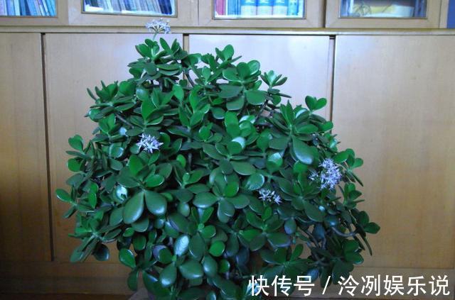 妙招|玉树养护小“妙招”，茎干粗壮，叶片油绿，变“玉树临风”！