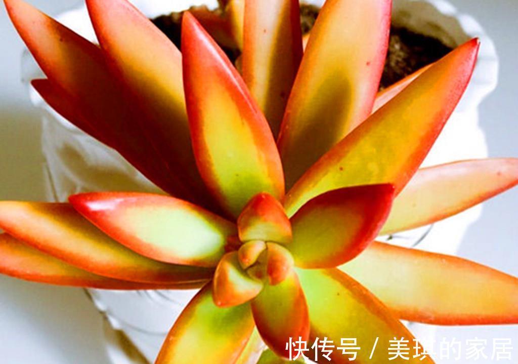 代表团|如果把多肉分成5大色系，各大色系优秀品种，会让肉友们爱不释手