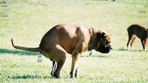 大神|看看大神们是怎么摆放桌面文件的吧,笑死我了