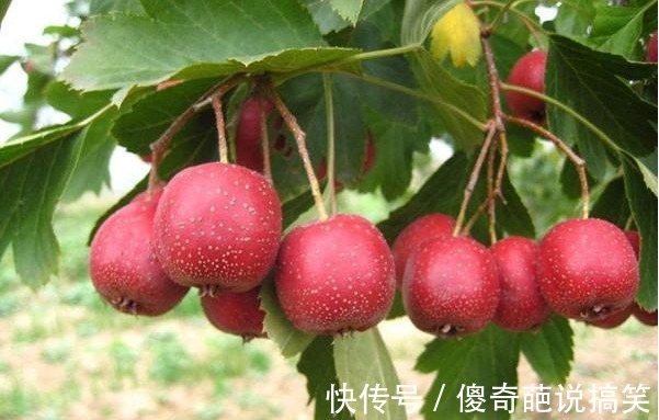 糖尿病患者|真正可以“降血糖”的4个水果，糖人食用它们准没错