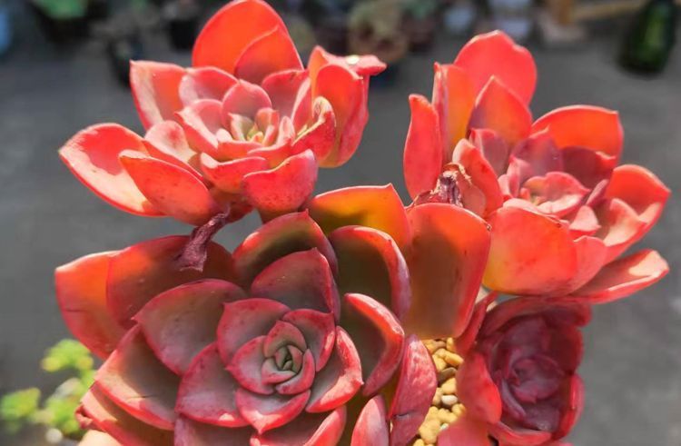 给多肉喷药?请注意7点,要不你可能把多肉喷挂了,自己还出问题