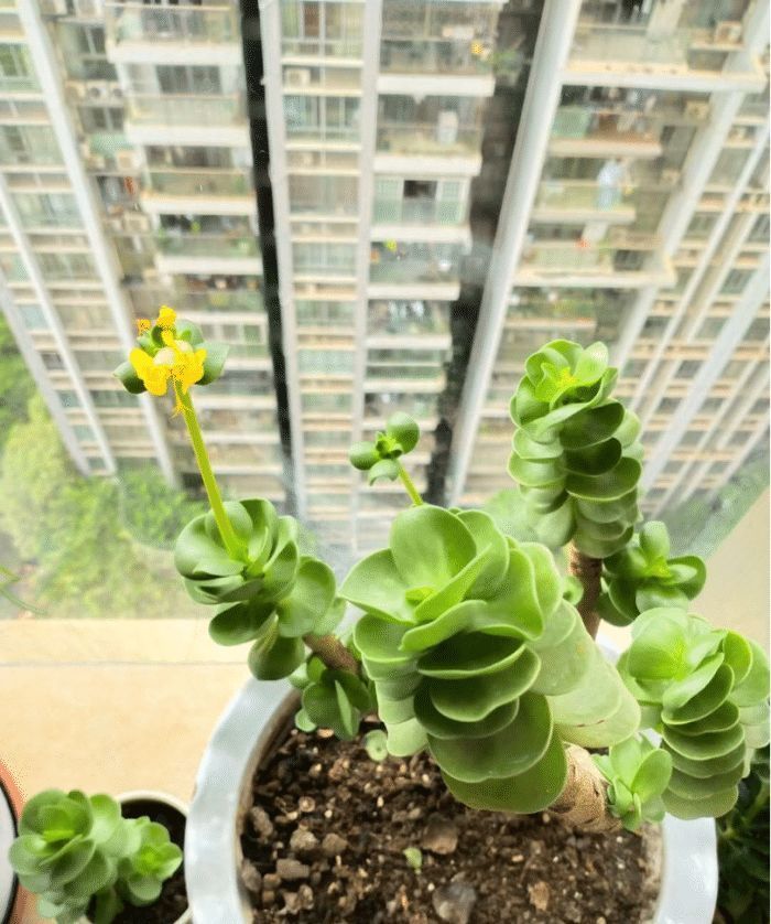 专为养花杀手准备的几种不死花,好养易活颜值高,能养死算我输