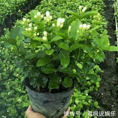 豆水|这4种花“直接”浇,浇一盆死一盆,伤害可真大