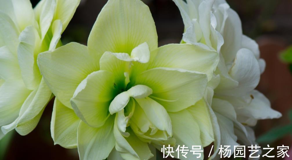 花期|6种花好养还好看,不仅名字好听,而且还能给你带来好运