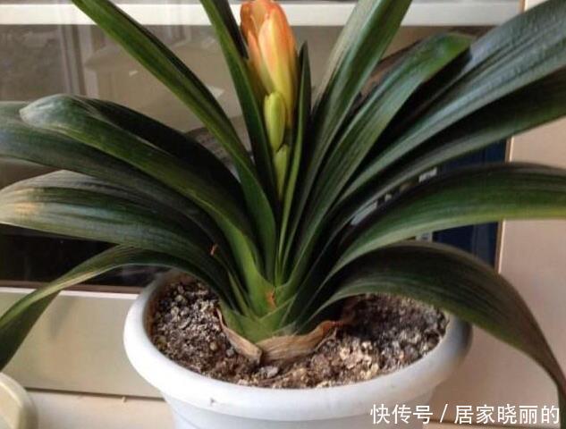 君子兰用这个土来养，根系肥壮，叶子又厚又亮，花开的越来越多