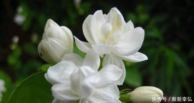停歇|夏季茉莉如何生长,给花盆里加点这个,开花从不停歇,好香