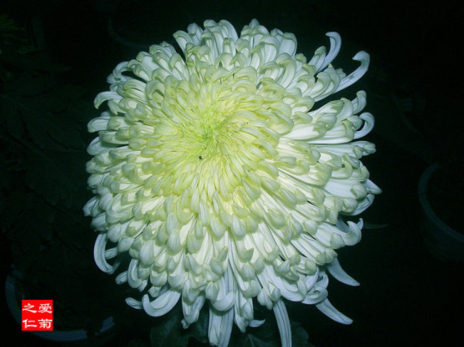 喜欢菊花，不如养盆“菊之珍品”，似白驹向阳，美艳舞魅