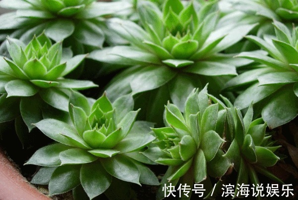 观音莲#此花如同观音菩萨的莲座,有聚财生财之意,象征着家人平安如意!