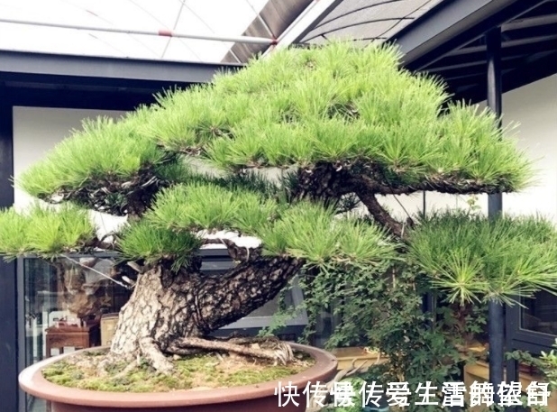 中国|6种高端松树盆景,日本品种占一半,最后1个却是中国一级保护植物