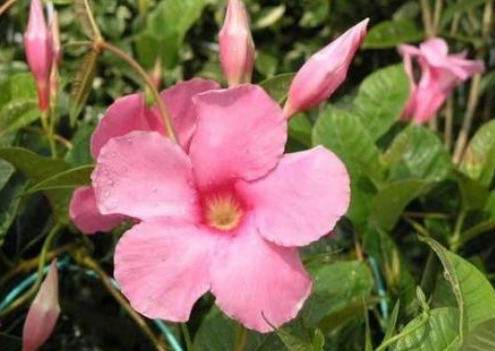 家有小院,种这些爬藤植物,花色艳还漂亮,轻松打造墙面小瀑布