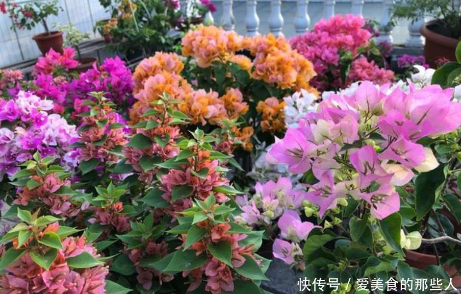 此花吊起来养,漂亮不占地,高端大气上档次,人见人爱!