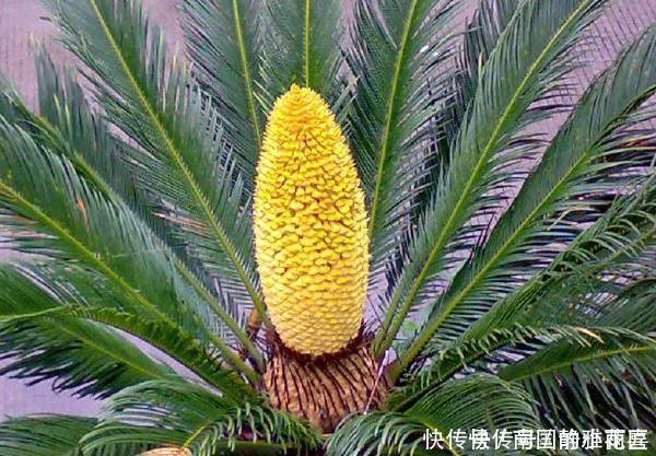 家有喜事|4种花有灵性,平时难开花,一有好事就开花,养过的人都说好