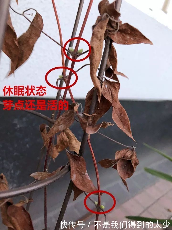 养花技巧最难养的花，买多少死多少，想想就生气！