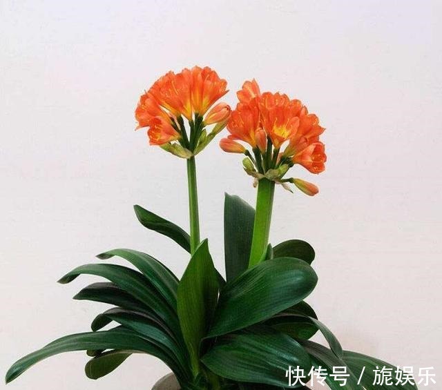 君子兰肥料给劲长得旺，这几种好肥料不能少，加一点就蹭蹭爆盆