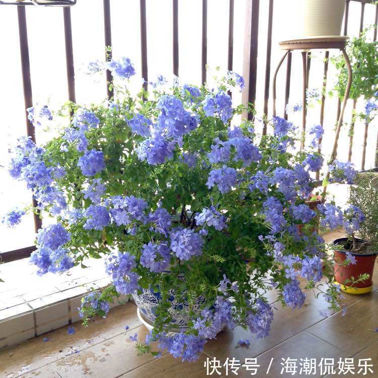 栀子花|4种适合夏天养的花朵,漂亮好养,开花迷人多又香,叶片爆满翠绿