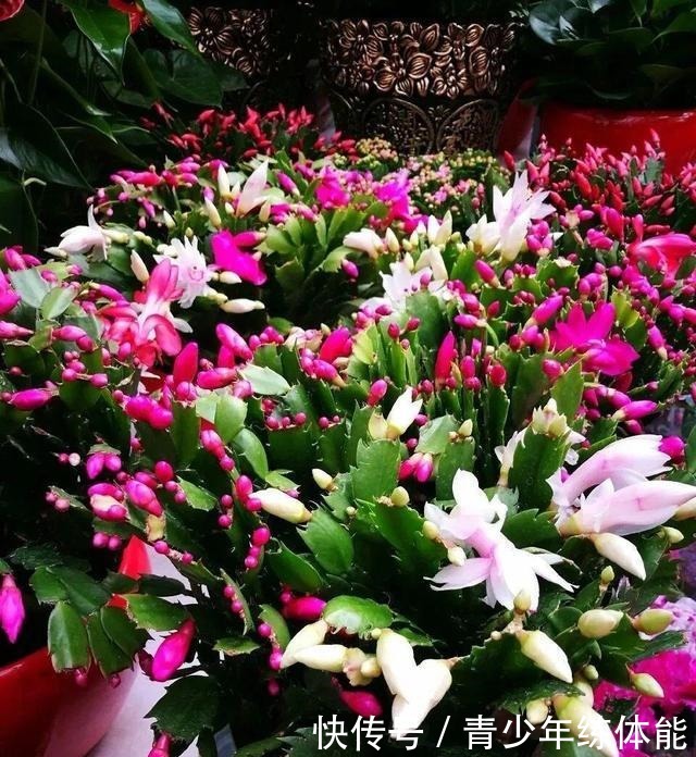 花市大捡漏,10种花现在买特合适,养一养就爆盆!