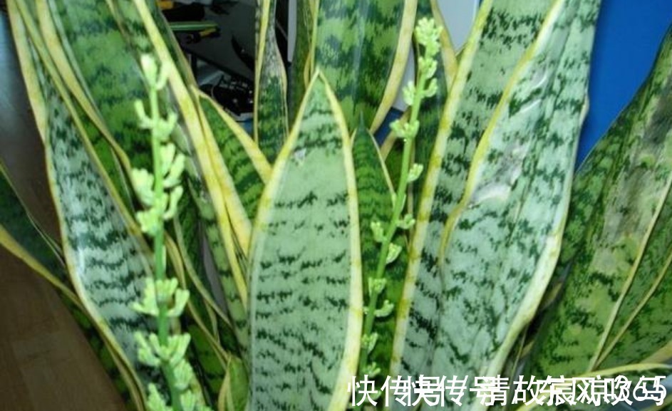 养虎皮兰，往盆埋“1块它”，不施肥，小芽直接撑破盆，疯长不停