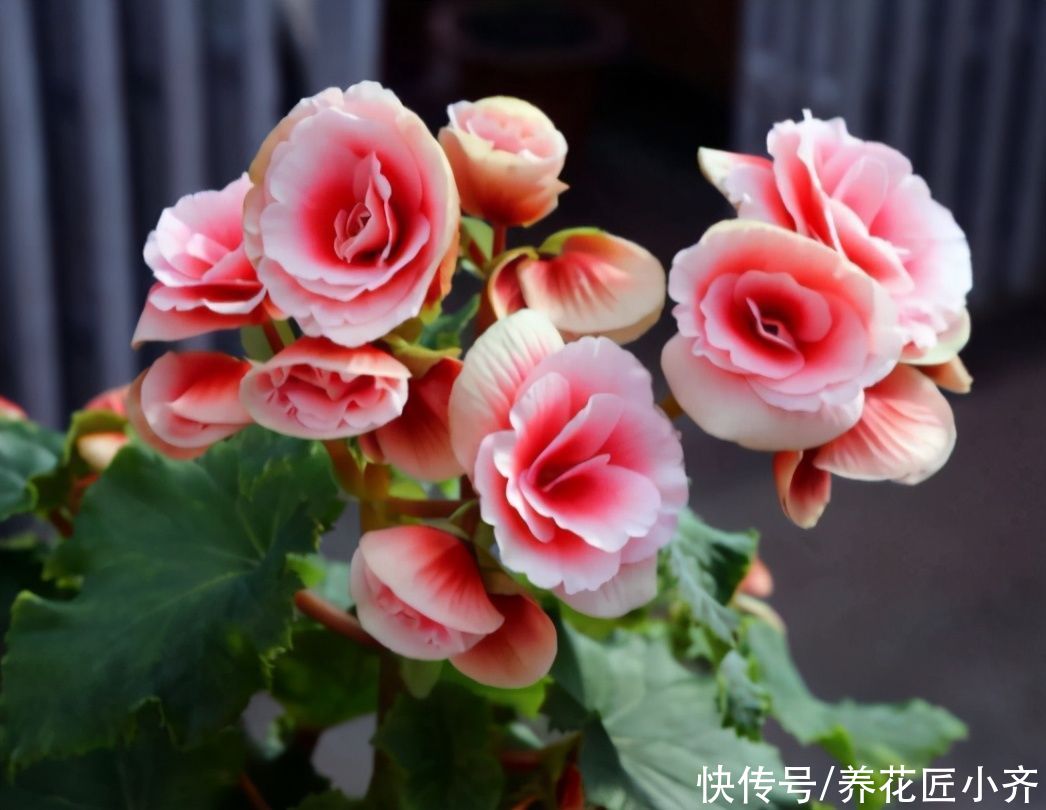 夏季|家中养着7种花，夏季不能换盆，换盆容易死掉，新手记牢了