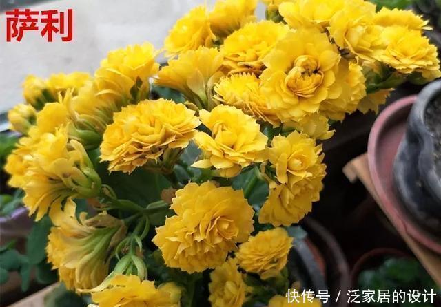 花友们，这花越养越上瘾，入坑成了品种控，家里开成花海洋