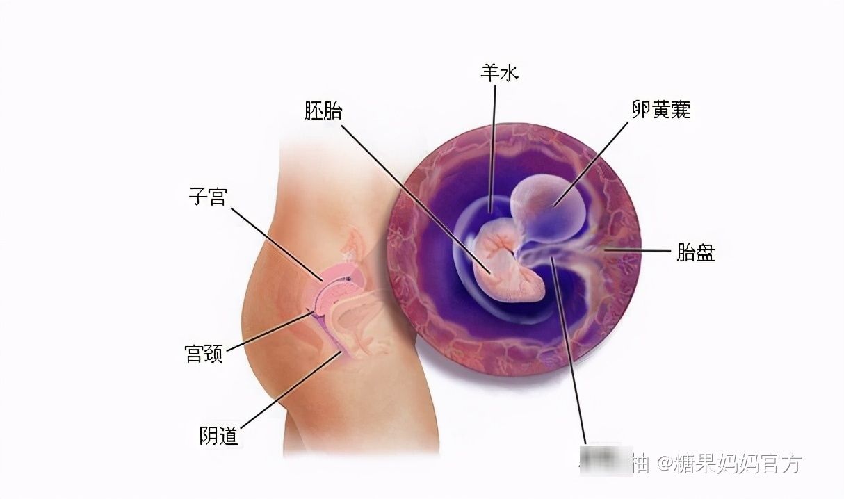 胚层|这个孕周“胚胎”变成“胎儿”，生命真正开始，别当妈了还不知道