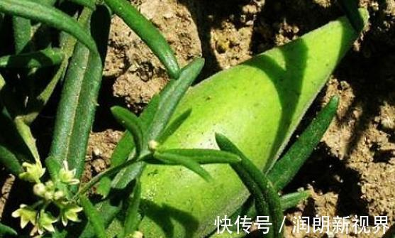 萝藦科|它是“最冤”野果!全身是“宝”,可惜常被农民误当野草除去