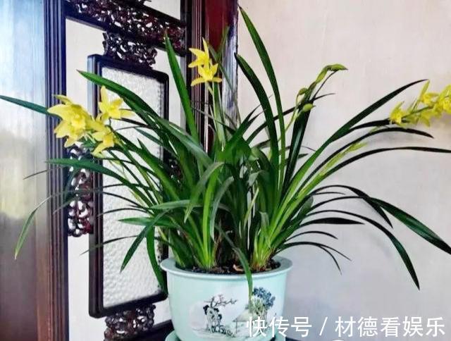 花盆|养兰花不花钱,随便一把花生壳,扔在花盆养分足,不积水不烂根