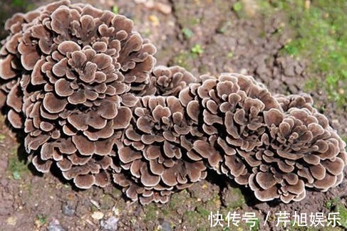 绞汁|见到此野花,一定要拔回家,好处不请自来,作用非常大