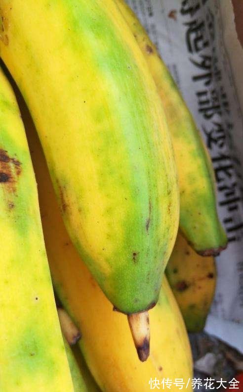 香蕉皮秒变“优质花肥”，老一辈传下来的老办法，花吃了“疯长”