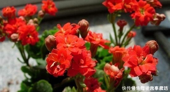 皮实|这6种“皮实”的花草,好养又省心,不用费心管理,也能旺盛生长!